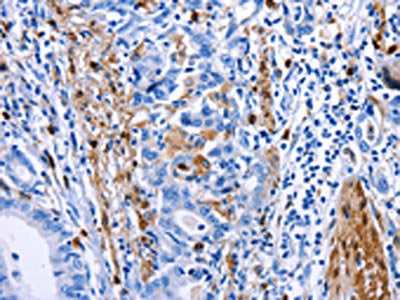 PTGS1 Antibody