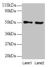 VOPP1 Antibody