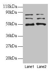 VOPP1 Antibody