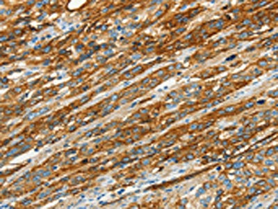 CAV1 Antibody