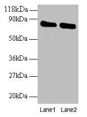 OTUB1 Antibody