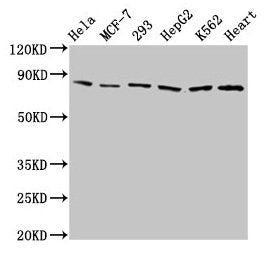 TRAP1 Antibody