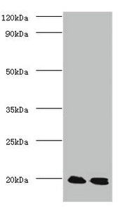 PARK7 Antibody