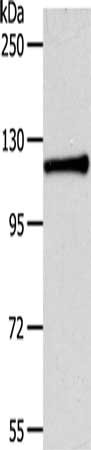 CDH3 Antibody