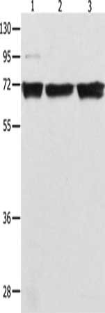 RELA Antibody