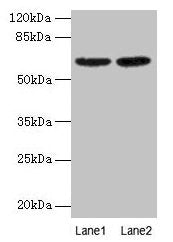 NELFB Antibody