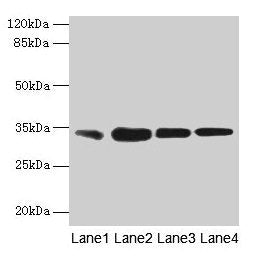 RAD23A Antibody