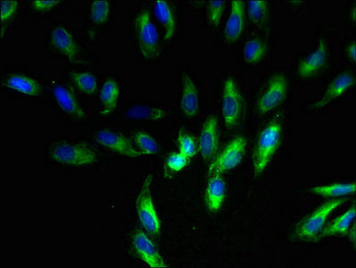 UQCR11 Antibody