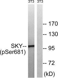 Phospho-MERTK/TYRO3 (Tyr749/681) Antibody