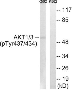Phospho-AKT1/AKT3 (Tyr437/434) Antibody