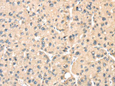 LOXL3 Antibody