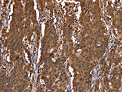 HINT1 Antibody
