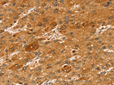 STX2 Antibody