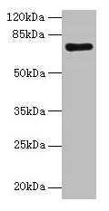 KAT7 Antibody