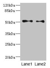 TUBB3 Antibody