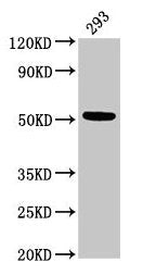 TUBB3 Antibody