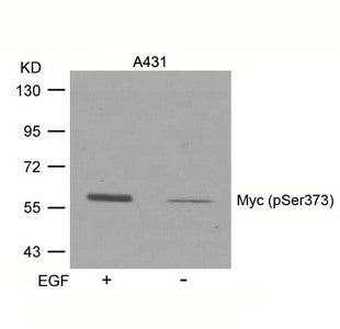 Phospho-MYC (Ser373) Antibody