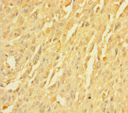 TMEM109 Antibody