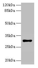 HLA-DRB4 Antibody