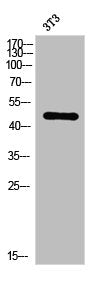 Phospho-MAP2K7 (S271) Antibody