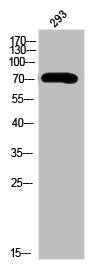 EIF2AK2 Antibody