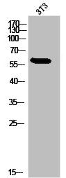 PSAP Antibody