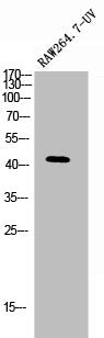 PSEN1 Antibody