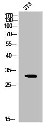 Phospho-PSMA3 (S250) Antibody
