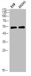 Phospho-PTEN (S380/T382/T383) Antibody