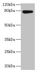 AFG3L2 Antibody