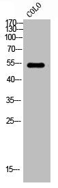 PTH1R Antibody