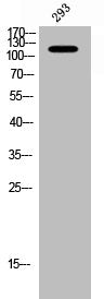 Phospho-PTK2 (Y397) Antibody