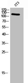 Phospho-PTK2 (Y576) Antibody