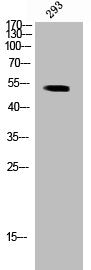 Phospho-PTK6 (Y447) Antibody