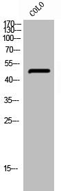 Phospho-PTPN1 (S50) Antibody