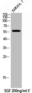 Phospho-PTPN6 (Y536) Antibody