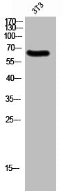 PTPN6 Antibody