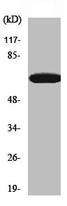 PXN Antibody