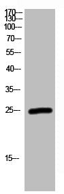 RAB2A Antibody