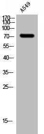 Phospho-RAF1 (S301) Antibody