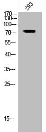 Phospho-RAF1 (S296) Antibody