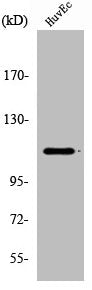 RB1 Antibody