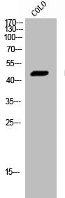 HRH4 Antibody