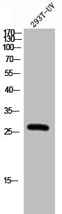 Phospho-BCL2 (S87) Antibody