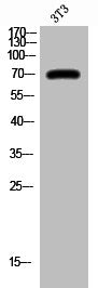 Phospho-REL (S503) Antibody