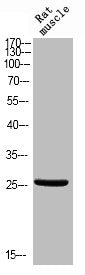 Phospho-BCL2L1 (T47) Antibody