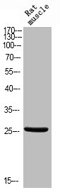 Phospho-BCL2L1 (T47) Antibody