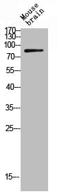 Phospho-BCL6 (S333) Antibody