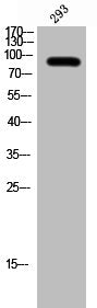 BCL6 Antibody