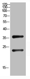 RPL10 Antibody